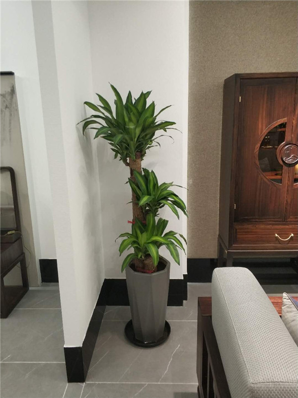 會(huì)客室中型型綠植租擺..